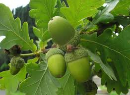 Harilik tamm (Quercus robur)