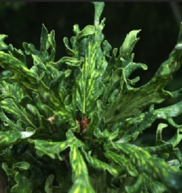 Hariliku tamme ´irtha´ seemikud (Quercus robur)