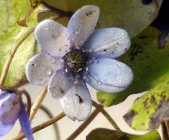 Harilik sinilill ´R11´ (Hepatica nobilis)