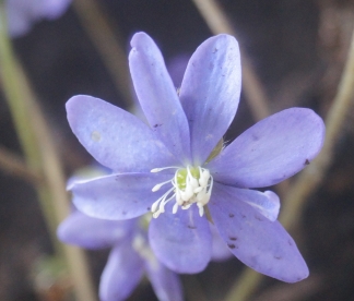 Harilik sinilill ´R13´ (Hepatica nobilis)