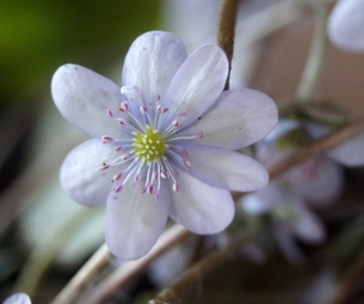 Harilik sinilill ´R24´ (Hepatica nobilis) - saadavus alates mai 2024