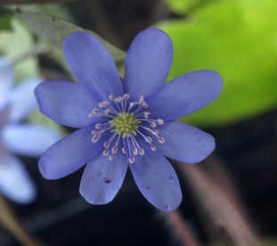 Harilik sinilill ´R 29´ (Hepatica nobilis)