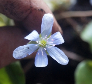 Harilik sinilill ´R 30´ (Hepatica nobilis)