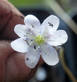 Harilik sinilill ´R 31´ (Hepatica nobilis)
