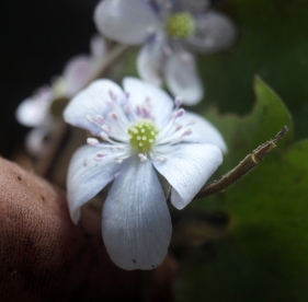 Harilik sinilill ´R 32´ (Hepatica nobilis)