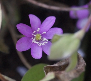 Harilik sinilill ´NR 36´ (Hepatica nobilis)