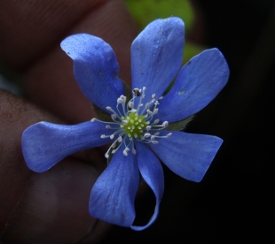 Harilik sinilill ´Nr 37´ (Hepatica nobilis)