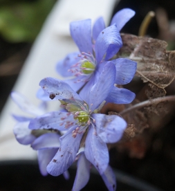 Harilik sinilill ´R 43´ (Hepatica nobilis)
