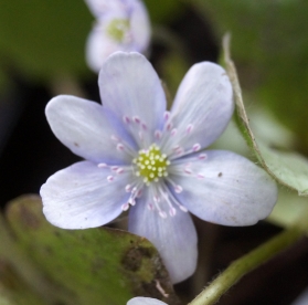 Harilik sinilill ´R50´ (Hepatica nobilis)