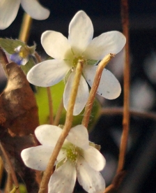 Harilik sinilill ´R9´ (Hepatica nobiles)