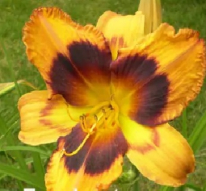 Päevaliilia ´Radiant Greetings´ (Hemerocallis)