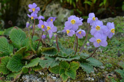 Pürenee ramonda (Ramonda myconi)