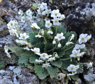 Pürenee ramonda ´Alba´ (RAMONDA MYCONI)