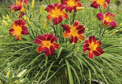 Päevaliila ´Red Ribs´ (Hemerocallis)