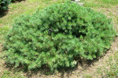 Harilik mänd ´Repens´ (Pinus sylvestris)