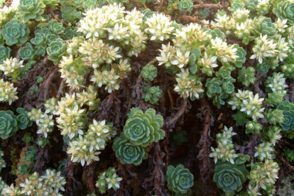 Tüse kukehari (Rhodiola pachycldos)