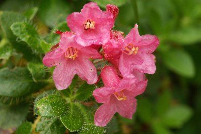 Karekarvane rododendron (Rhododendron hirsutum)
