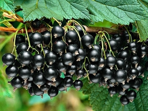 Must sõstar ´Seļečenskaja´ (Ribes nigrum) - P11 Noortaim / 2023 paljundus