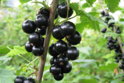 Must sõstar ´Sjuita Kiievska´ (Ribes nigrum)