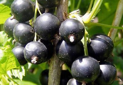 Must sõstar ´Zagadka´ (Ribes nigrum)