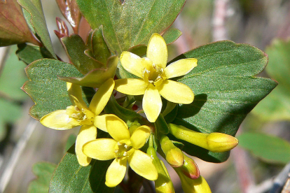 Kuldsõstar (Ribes aureum)