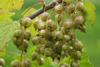 Rohelise viljaga must sõstar ´Vertti´ (Ribes nigrum)