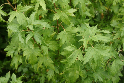 Must sõstar ´Lacinata´ (Ribes nigrum) - lõhisleheline