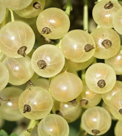 Valge sõstar ´Zitavia´ (Ribes niveum)