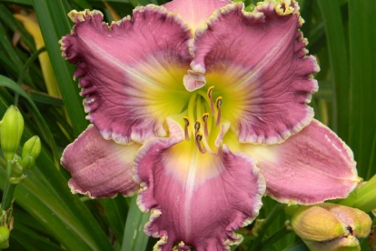 Päevaliilia ´Ring the bells of heaven´ (Hemerocallis)