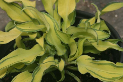 Hosta ´Ripple Effect´ (Hosta)