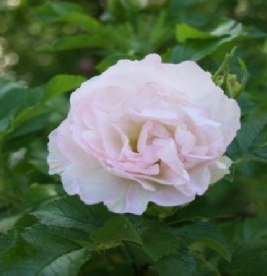 Kurdlehine kibuvits ´Ritausma´ (Rosa rugosa) - Tellimisel