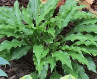 Hosta ´Roller Coaster Ride´ (Hosta)