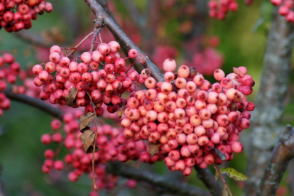 Pihlakas ´Roosi´ (Sorbus)