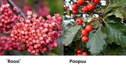 Perepihlakas: `Roosi´ + Pooppuu (Scandosorbus intermedia)