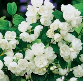 Ebajasmiin ´Rosace´ (Philadelphus ) - P11 noortaim