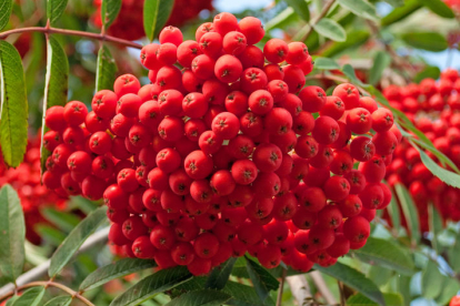 Pihlakas ´Rosina´ (Sorbus)