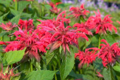 Monarda ´Röte Töne´ (Monarda)