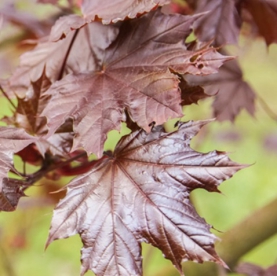 Harilik vaher ´Royal Red´ (Acer platanoides) - Tellimisel
