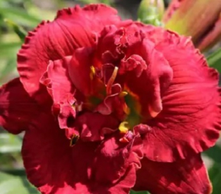 Päevaliilia ´Ruby Corsage´ (Hemerocallis)
