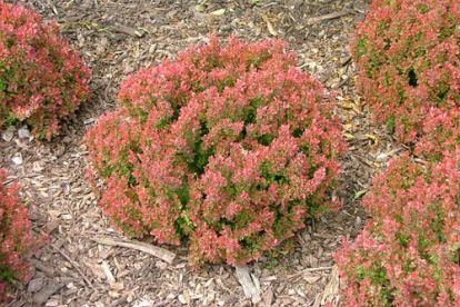 Thunbergi kukerpuu ´Ruby Star´ (Berberis thunbergii)