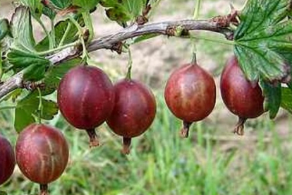 Karusmari ´Russki´ (Grossularia reclinata)