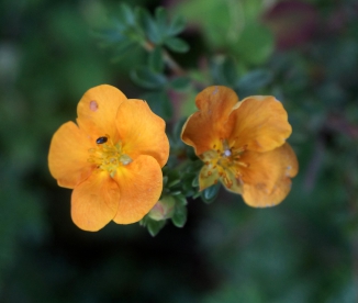 Põõsasmaran ´Sae no kami´ (Potentilla fruticosa) - P11 noortaim / 10 cm kõrge