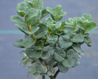 Bocki paju (Salix bockii)