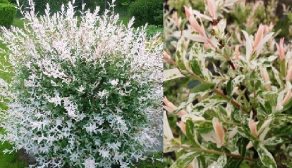 Teravaleheline paju 'Hakuro Nishiki' (Salix integra ) - Tellimisel