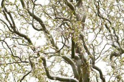 Paju ´Ural 2´ (Salix) - Kasvab puuna