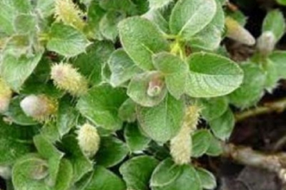 Paju (Salix yesoalpina)