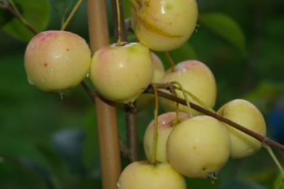 Õunapuu ´Salla´ (Malus)