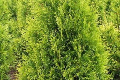 Harilik elupuu Śalland´ (Thuja occidentalis)