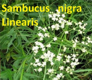 Must leeder ´Linearis´ (Sambucus nigra) - Tellimisel