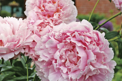 Pojeng ´Sarah Bernhardt´ (Peonia)